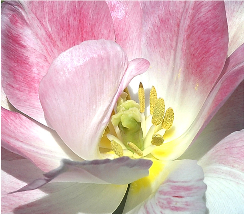 Tulpe in Rosa