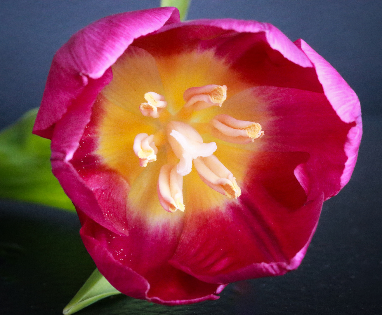 Tulpe in rosa