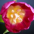 Tulpe in rosa