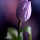 Tulpe in rose
