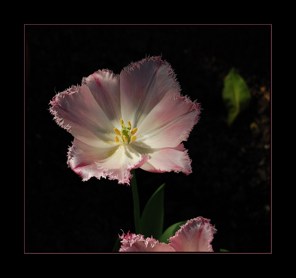 Tulpe in rosé I