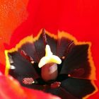 Tulpe in rot