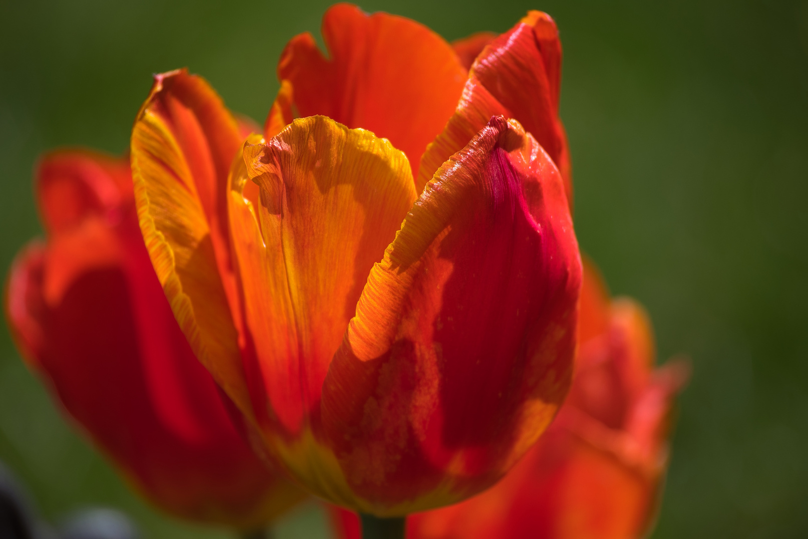 Tulpe in rot