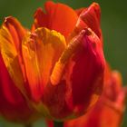 Tulpe in rot