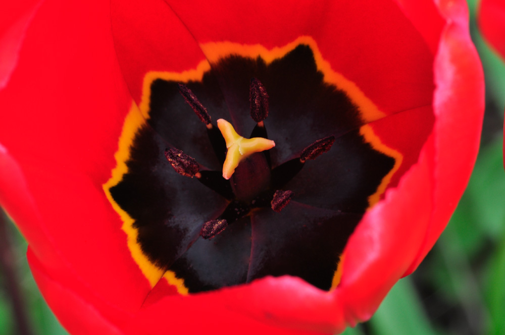 Tulpe in Rot