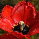 Tulpe in Rot