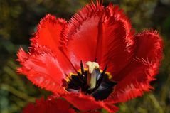 Tulpe in Rot