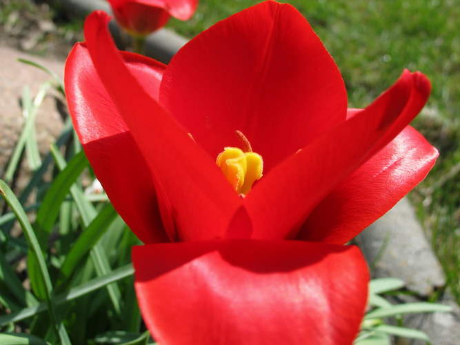 Tulpe in rot