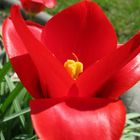 Tulpe in rot