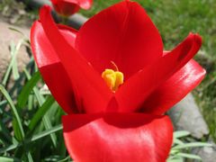 Tulpe in rot