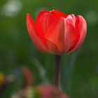 Tulpe in Rot
