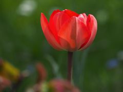 Tulpe in Rot