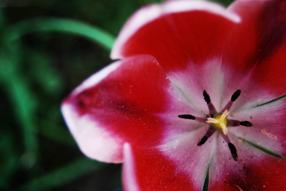 Tulpe in rot