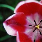 Tulpe in rot