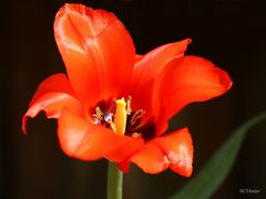 Tulpe in rot