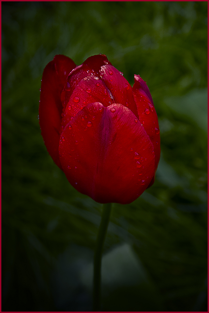 Tulpe in rot