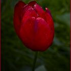 Tulpe in rot
