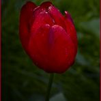 Tulpe in rot