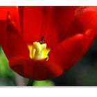 ...: Tulpe in rot :...