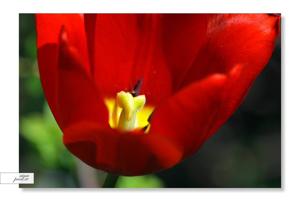 ...: Tulpe in rot :...