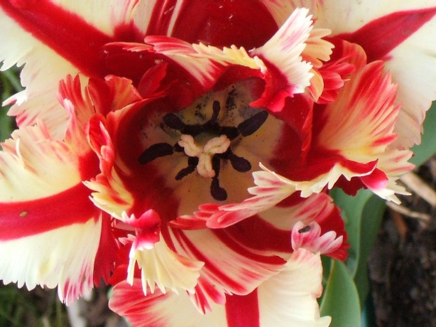 Tulpe in rot und gelb