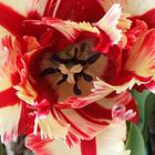 Tulpe in rot und gelb