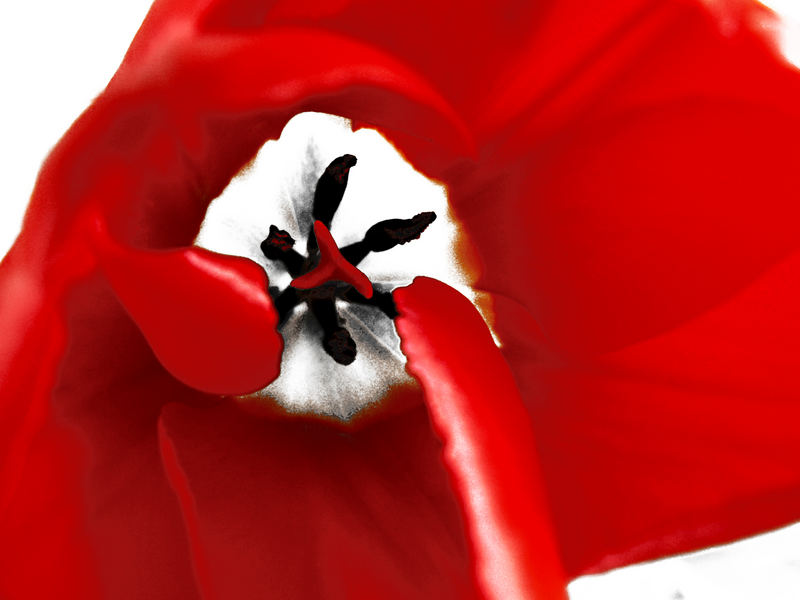 Tulpe in Rot-weiß