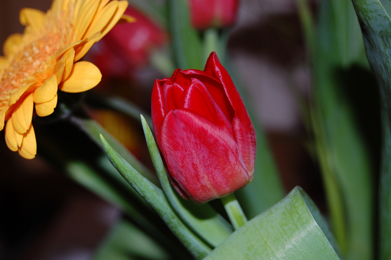 Tulpe in Schieflage