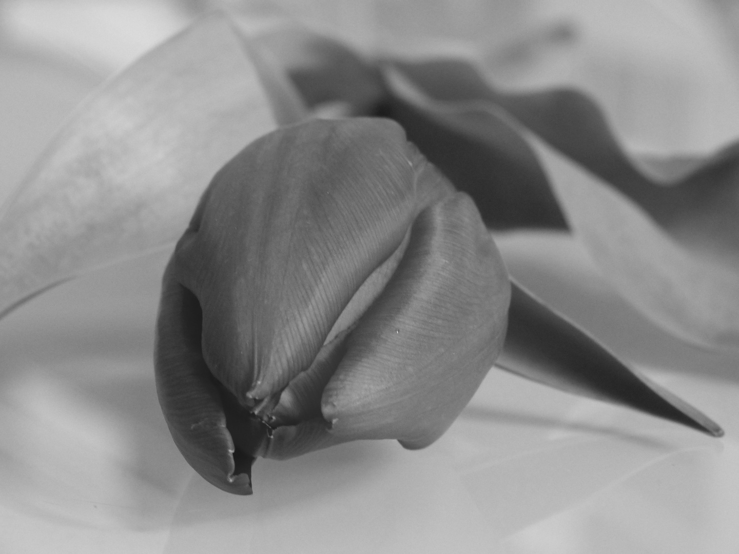 Tulpe in schwarz-weiß