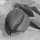 Tulpe in schwarz-weiß