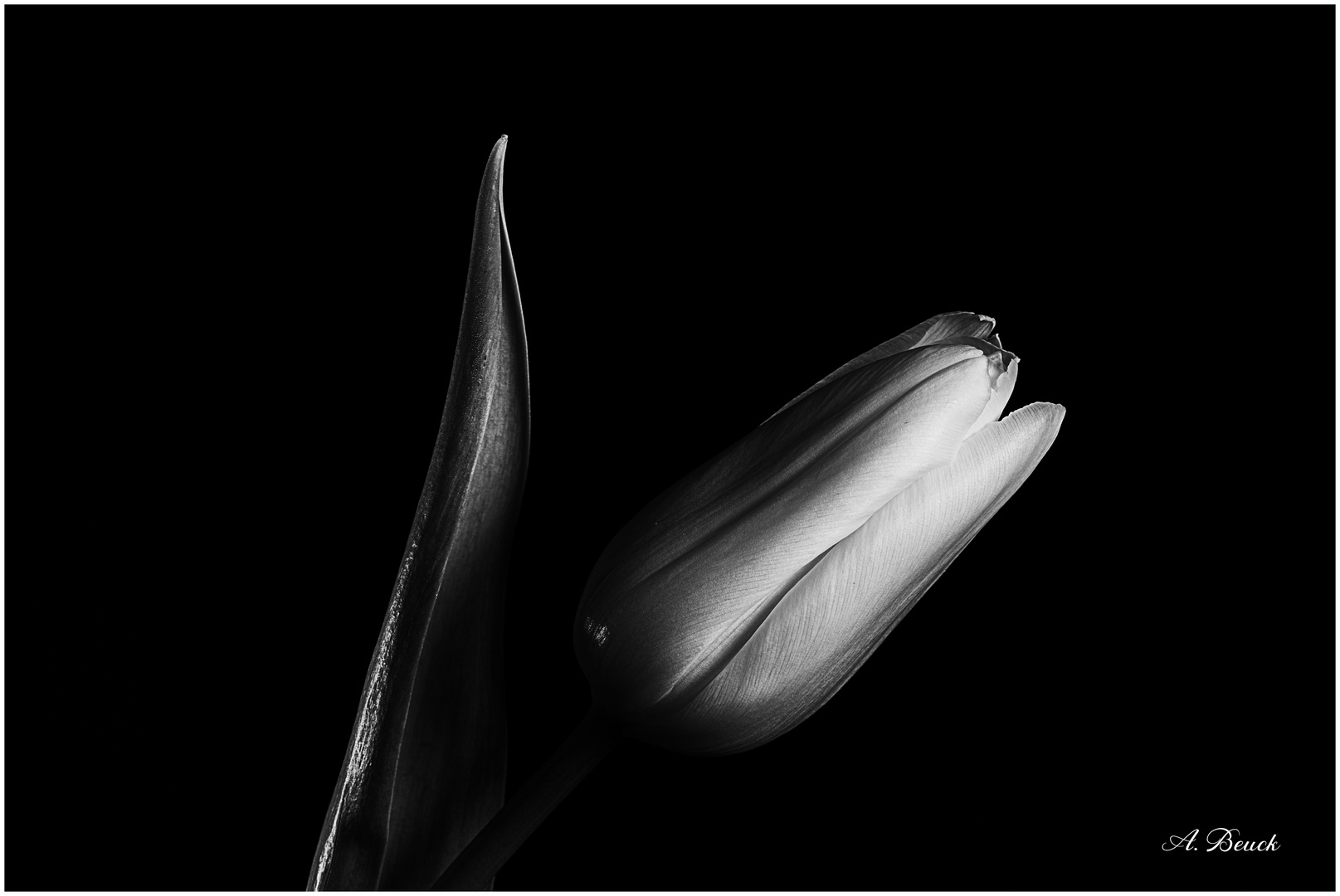 Tulpe in schwarz-weiß