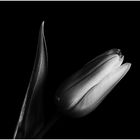 Tulpe in schwarz-weiß