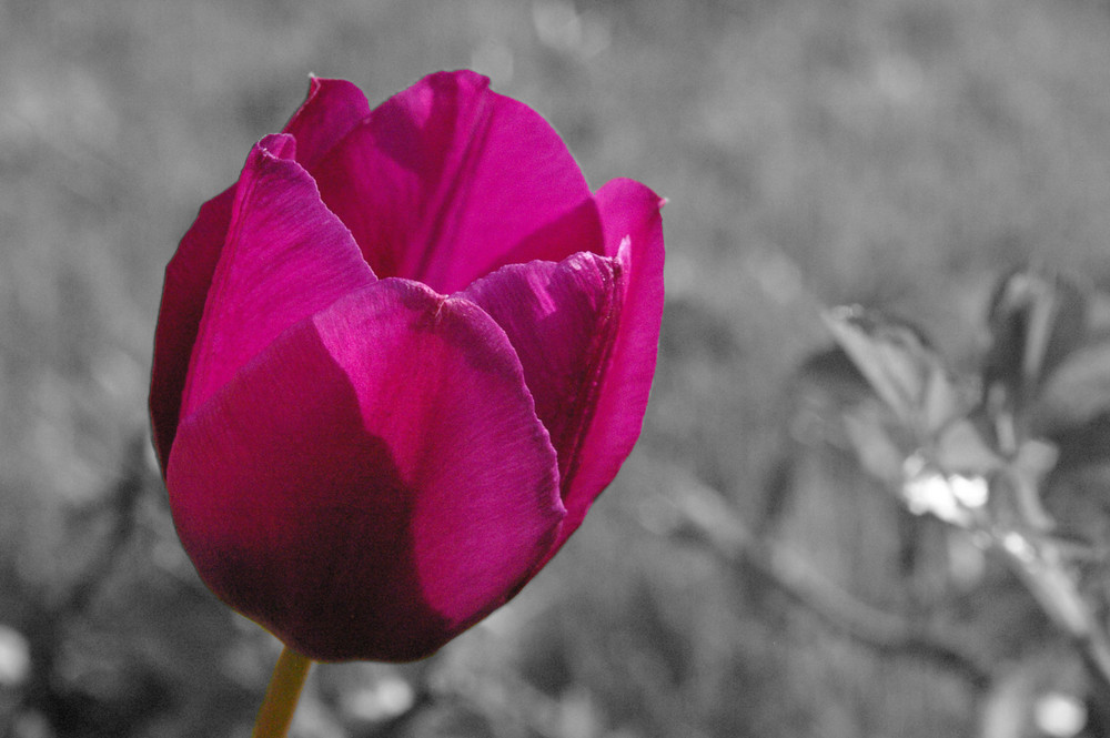 Tulpe in schwarz-weißer Landschaft
