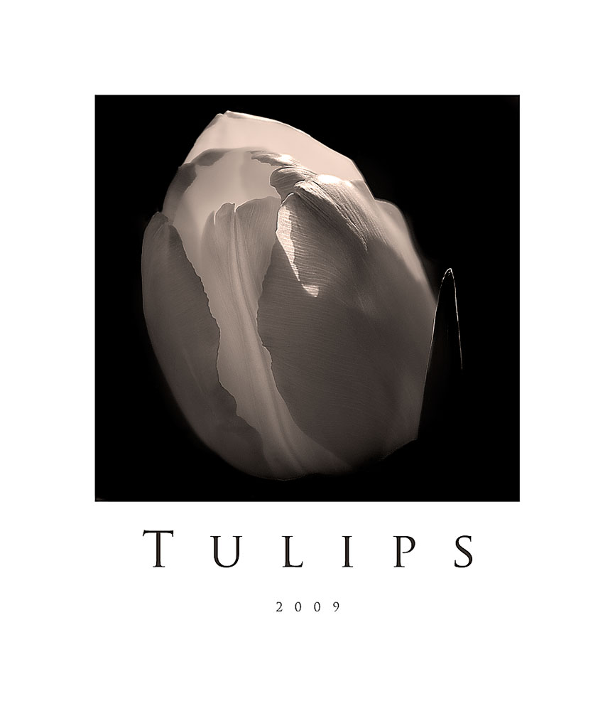 Tulpe in Sepia