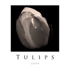 Tulpe in Sepia