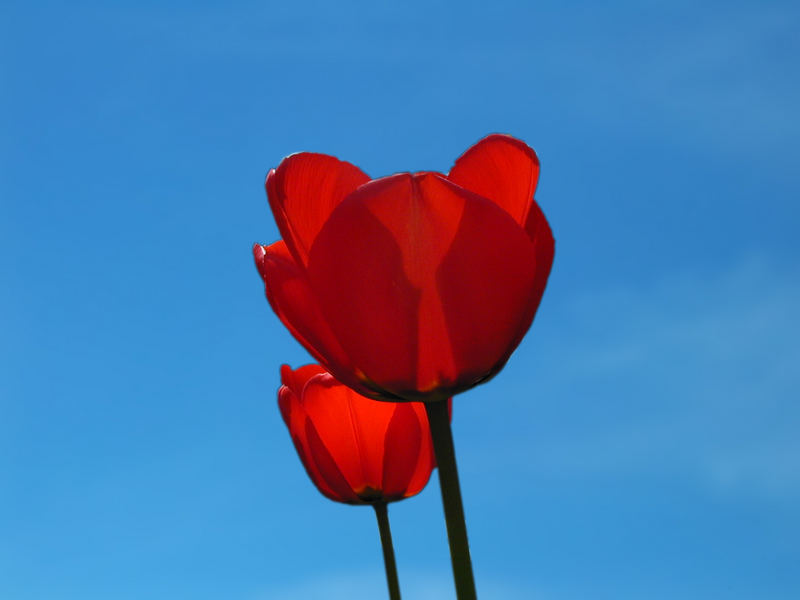 Tulpe in the Sky