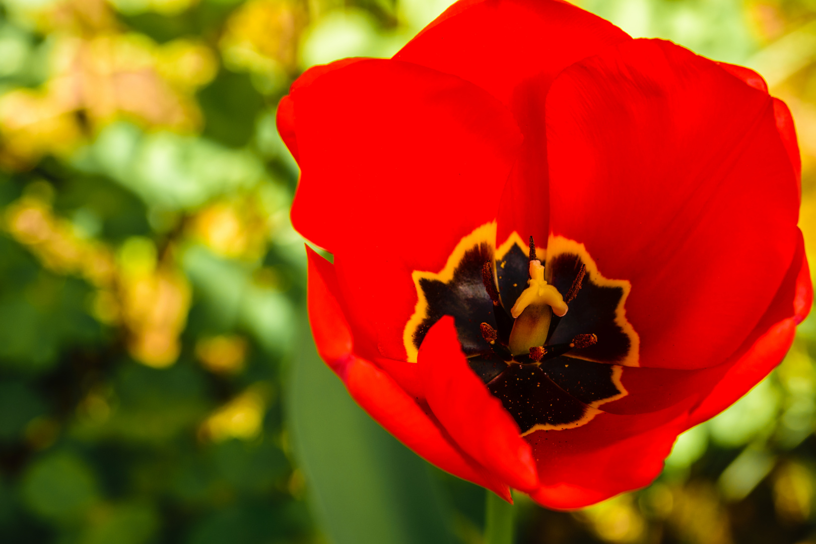 Tulpe in unserem Garten