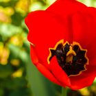 Tulpe in unserem Garten