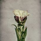 Tulpe in Vase ... oder so ähnlich ...