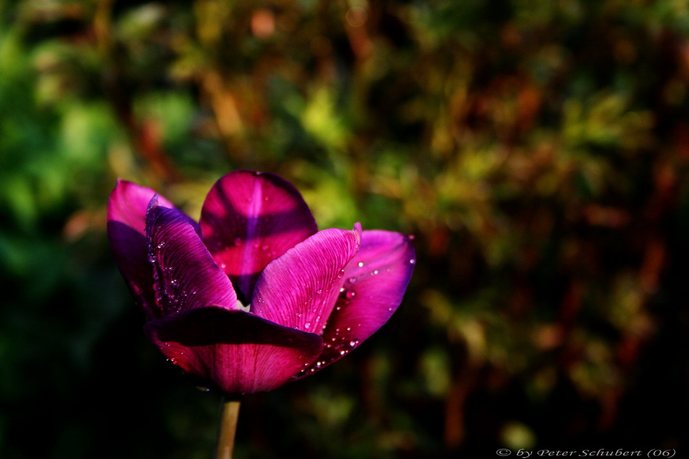 Tulpe in Violett