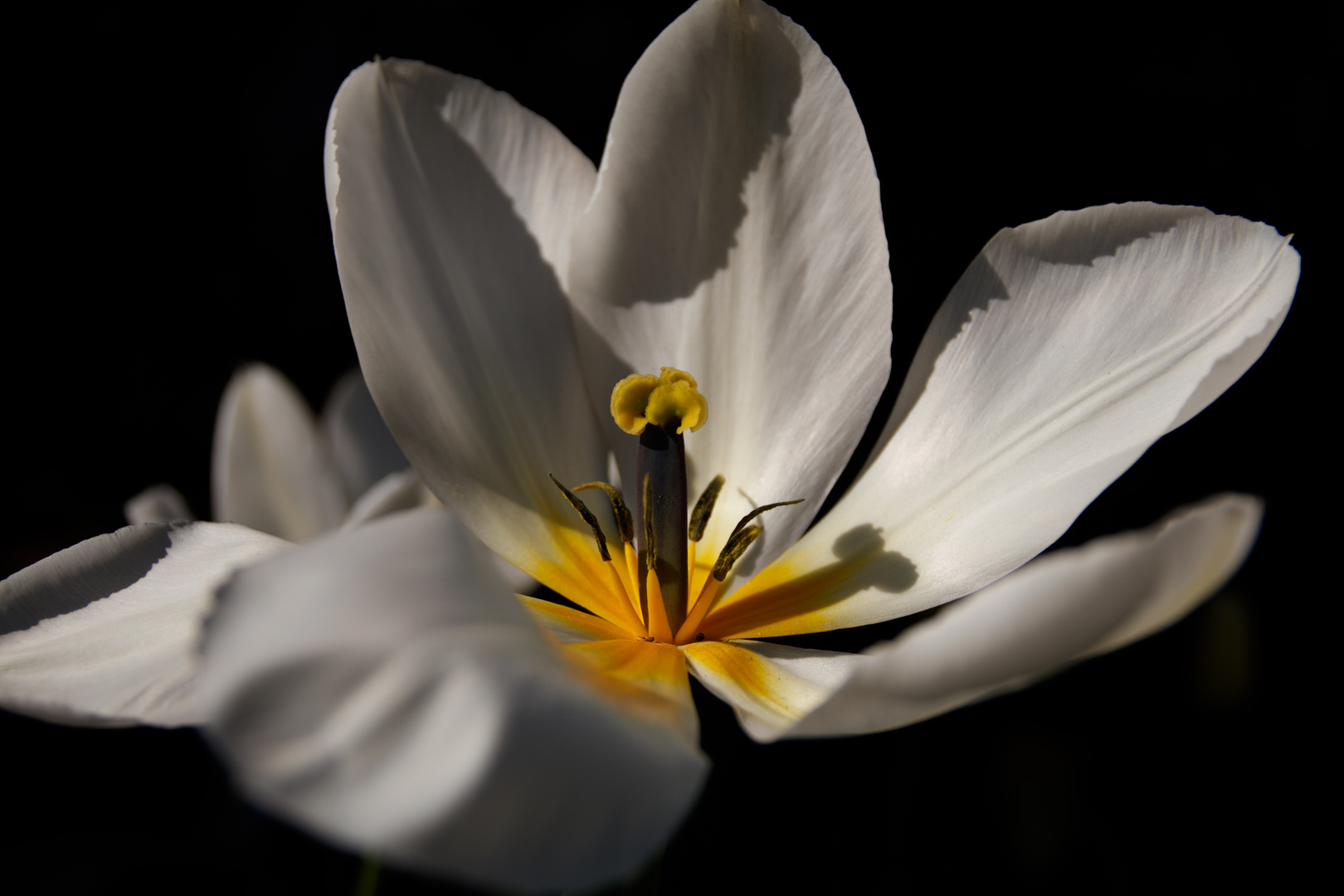 Tulpe in voller Blüte