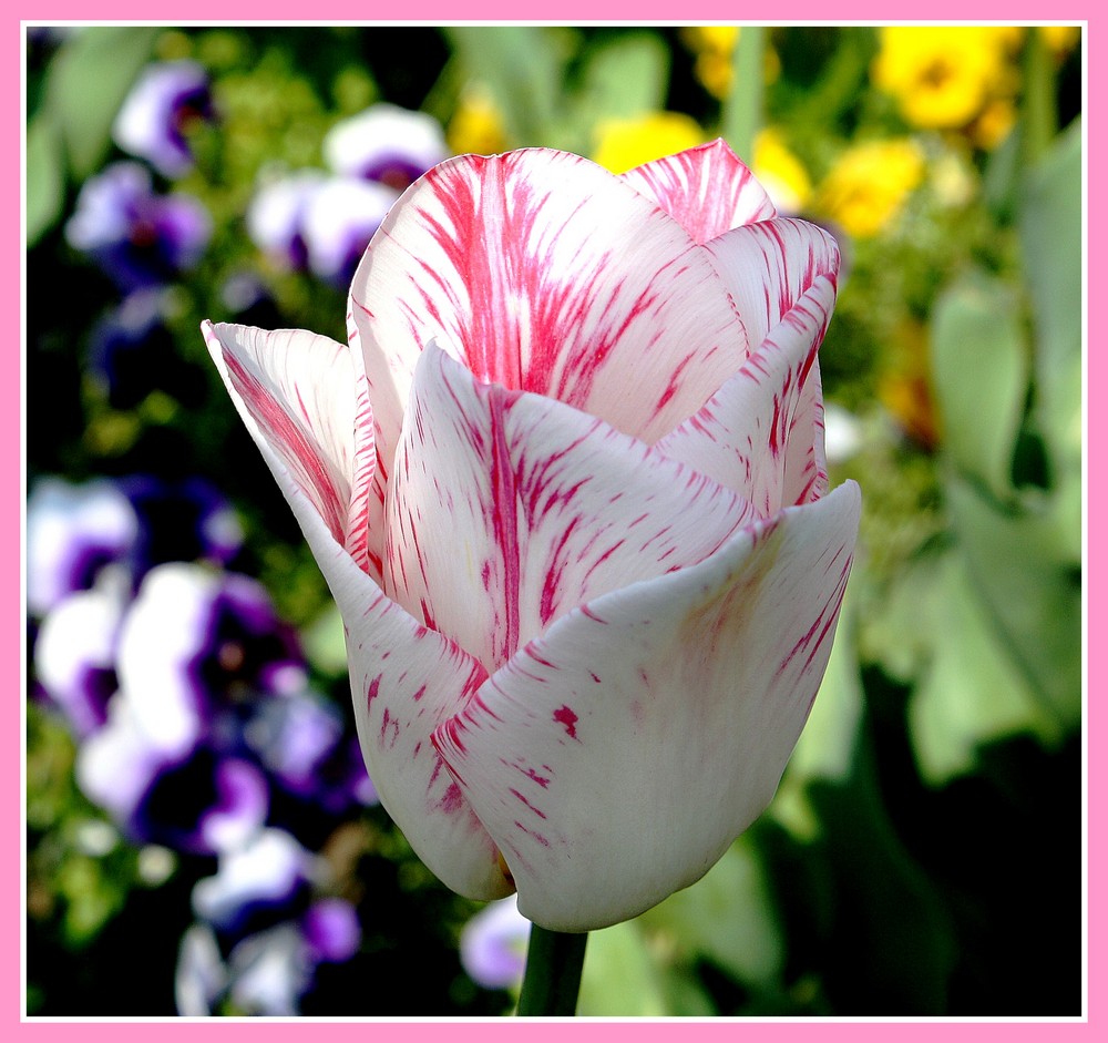Tulpe in voller Blüte
