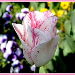 Tulpe in voller Blüte