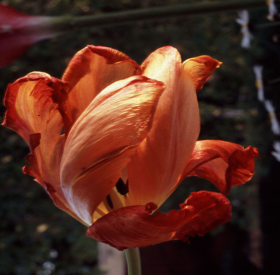 Tulpe in voller Blüte