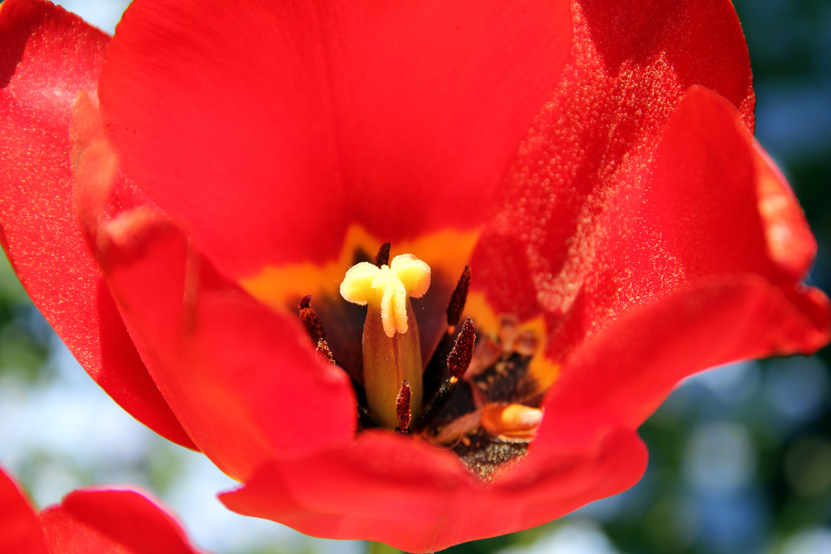 Tulpe in voller Blüte