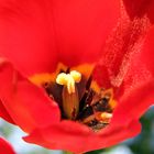 Tulpe in voller Blüte