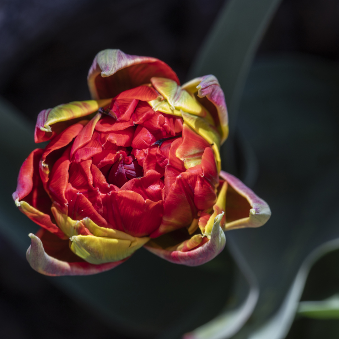 Tulpe in voller Farbenpracht