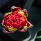 Tulpe in voller Farbenpracht