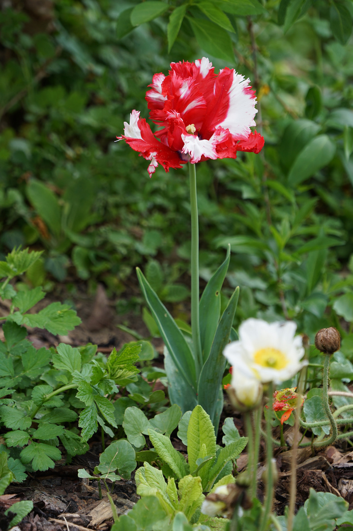 Tulpe in voller Pracht