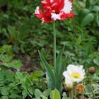 Tulpe in voller Pracht